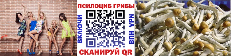 Псилоцибиновые грибы Psilocybe  где купить наркоту  Отрадная 